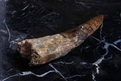 Зуб спинозавра