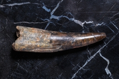 Зуб спинозавра