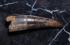 Зуб спинозавра