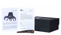 Зуб спинозавра