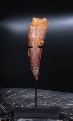 Зуб спинозавра