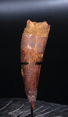 Зуб спинозавра