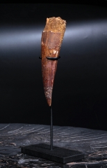 Зуб спинозавра