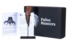 Зуб спинозавра