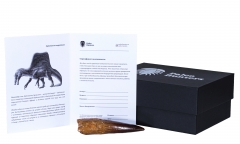 Зуб спинозавра