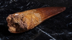 Зуб спинозавра