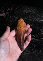 Зуб спинозавра