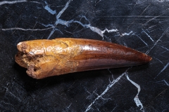 Зуб спинозавра