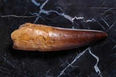 Зуб спинозавра