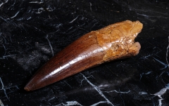 Зуб спинозавра