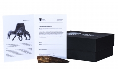 Зуб спинозавра