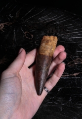 Зуб спинозавра