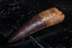 Зуб спинозавра