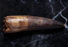 Зуб спинозавра