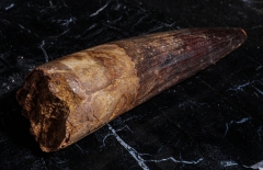 Зуб спинозавра