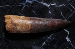 Зуб спинозавра