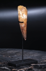 Зуб спинозавра