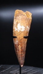 Зуб спинозавра