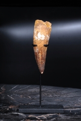 Зуб спинозавра