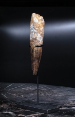 Зуб спинозавра