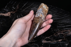 Зуб спинозавра