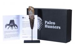 Зуб спинозавра