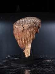 Зуб мамонта 