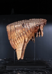 Зуб мамонта 