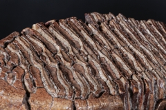 Зуб мамонта 