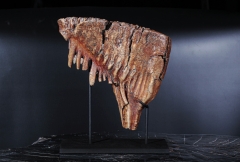 Зуб мамонта 