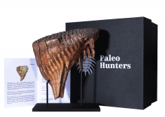 Зуб мамонта 