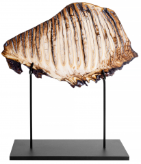 Зуб мамонта 