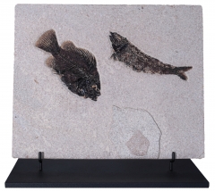 Рыбы Knightia sp. и Priscacara sp.