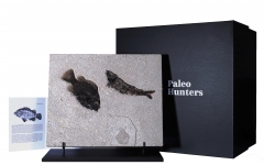 Рыбы Knightia sp. и Priscacara sp.