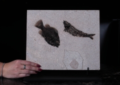 Рыбы Knightia sp. и Priscacara sp.