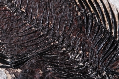 Рыбы Knightia sp. и Priscacara sp.