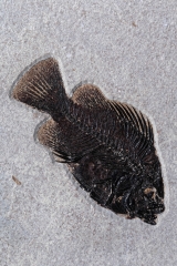 Рыбы Knightia sp. и Priscacara sp.