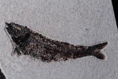 Рыбы Knightia sp. и Priscacara sp.