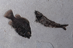 Рыбы Knightia sp. и Priscacara sp.