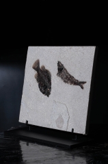 Рыбы Knightia sp. и Priscacara sp.