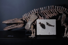 Рыбы Knightia sp. и Priscacara sp.