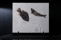 Рыбы Knightia sp. и Priscacara sp.