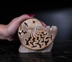 Аммонит Shloenbacchia sp.