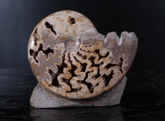 Аммонит Shloenbacchia sp.