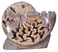 Аммонит Shloenbacchia sp.