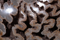 Аммонит Shloenbacchia sp.