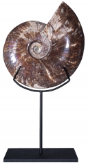 Аммонит Cleoniceras sp.