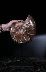 Аммонит Cleoniceras sp.