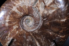 Аммонит Cleoniceras sp.