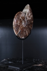 Аммонит Cleoniceras sp.